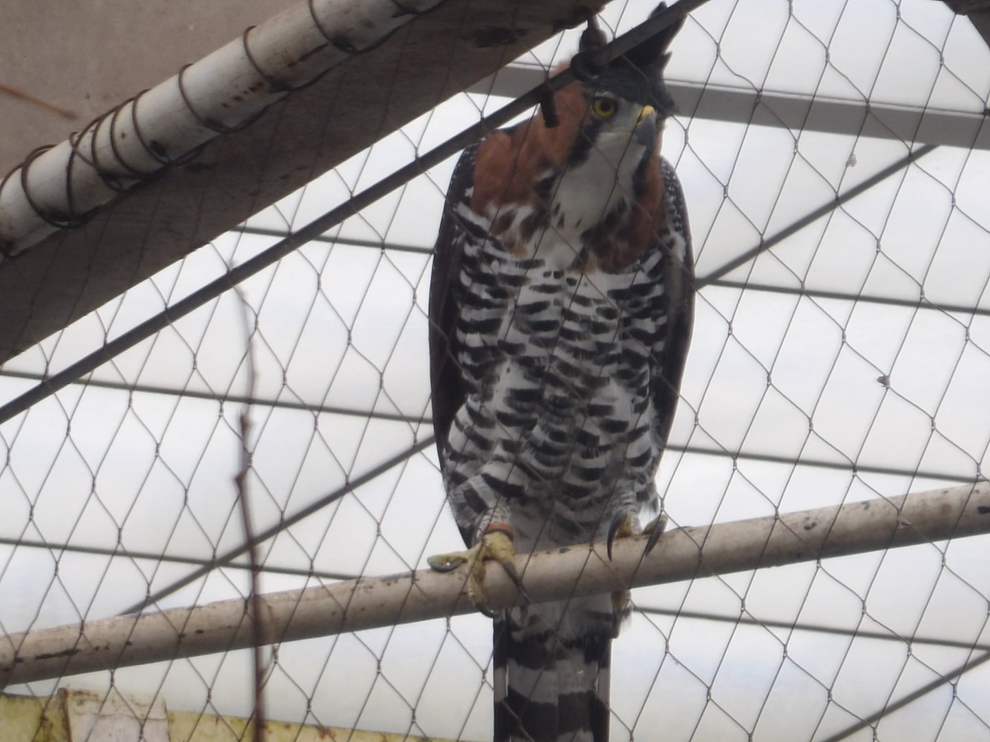 Ornate Hawk-Eagle(Spizaetus ornatus)