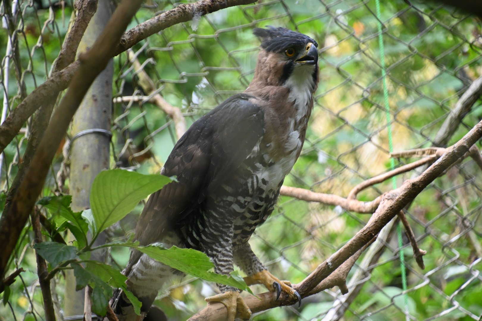 Ornate hawk-eagle (Spizaetus ornatus)