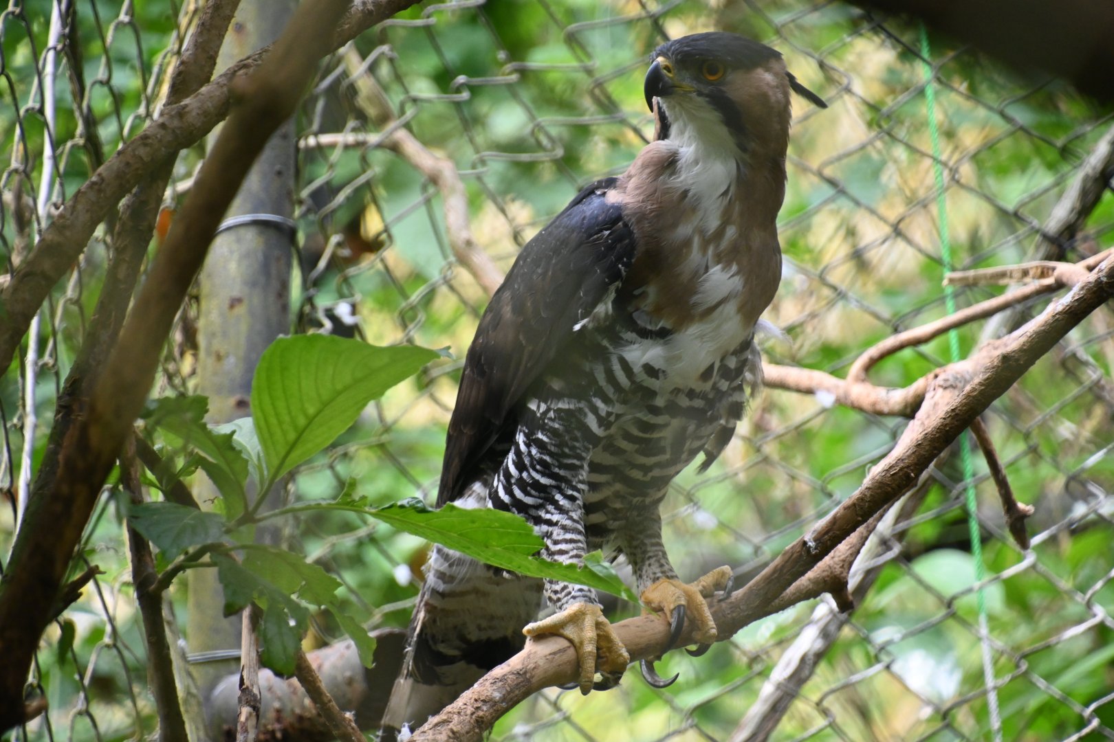 Ornate hawk-eagle (Spizaetus ornatus)