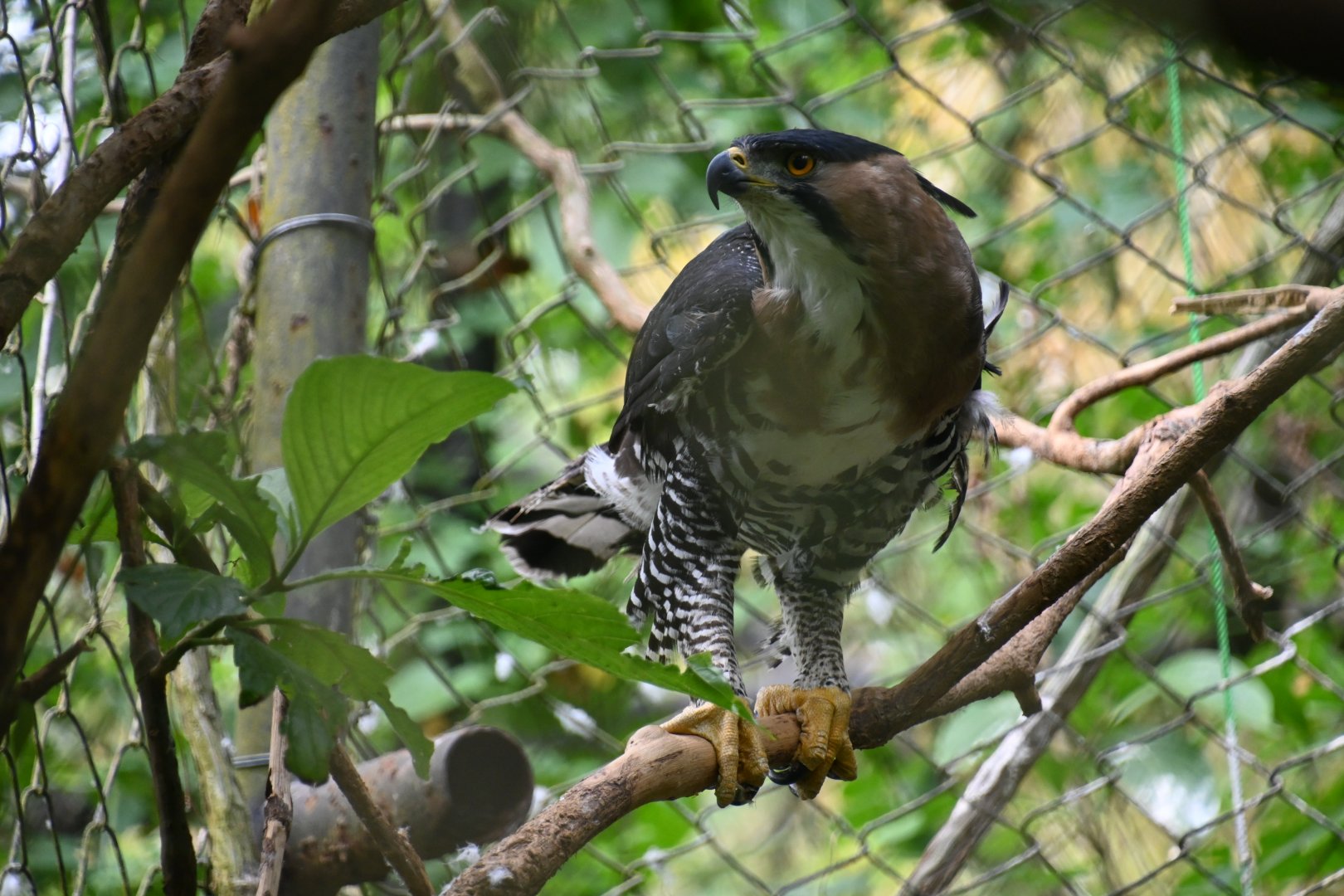 Ornate hawk-eagle (Spizaetus ornatus)