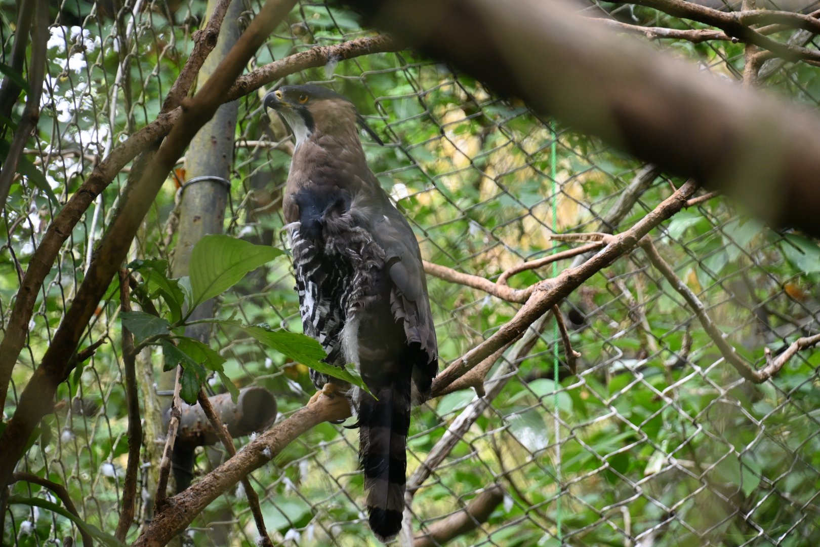 Ornate hawk-eagle (Spizaetus ornatus)