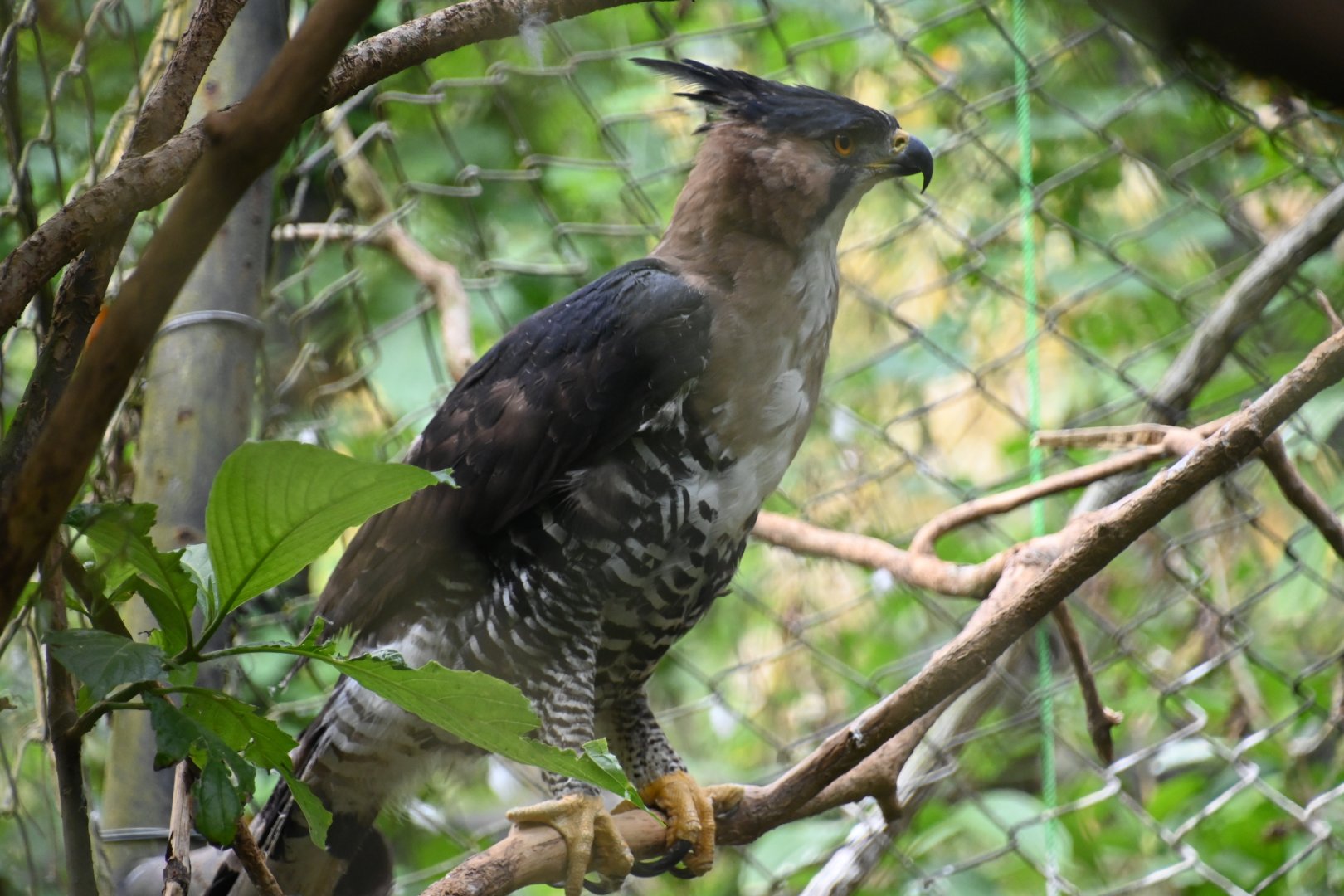 Ornate hawk-eagle (Spizaetus ornatus)