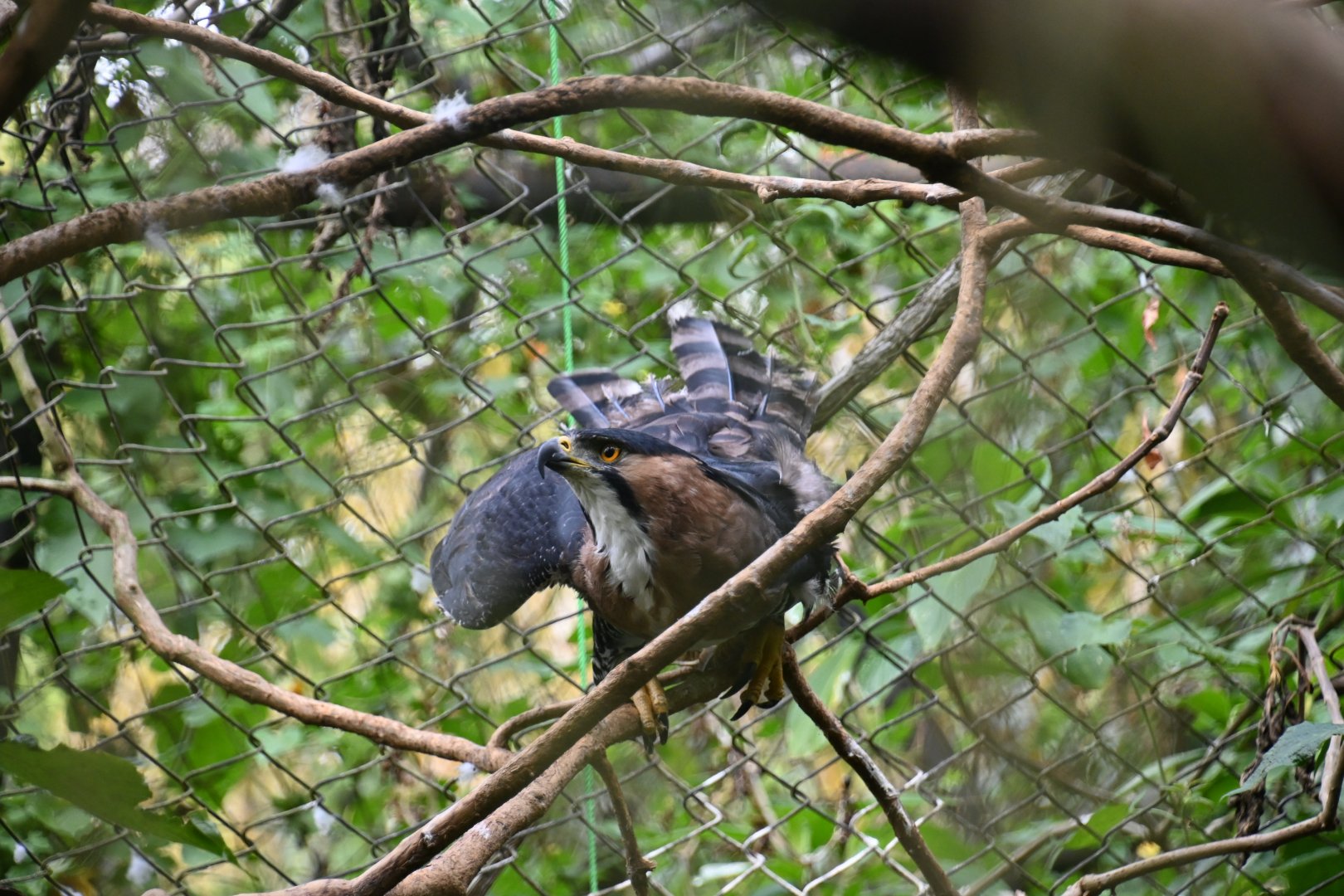 Ornate hawk-eagle (Spizaetus ornatus)