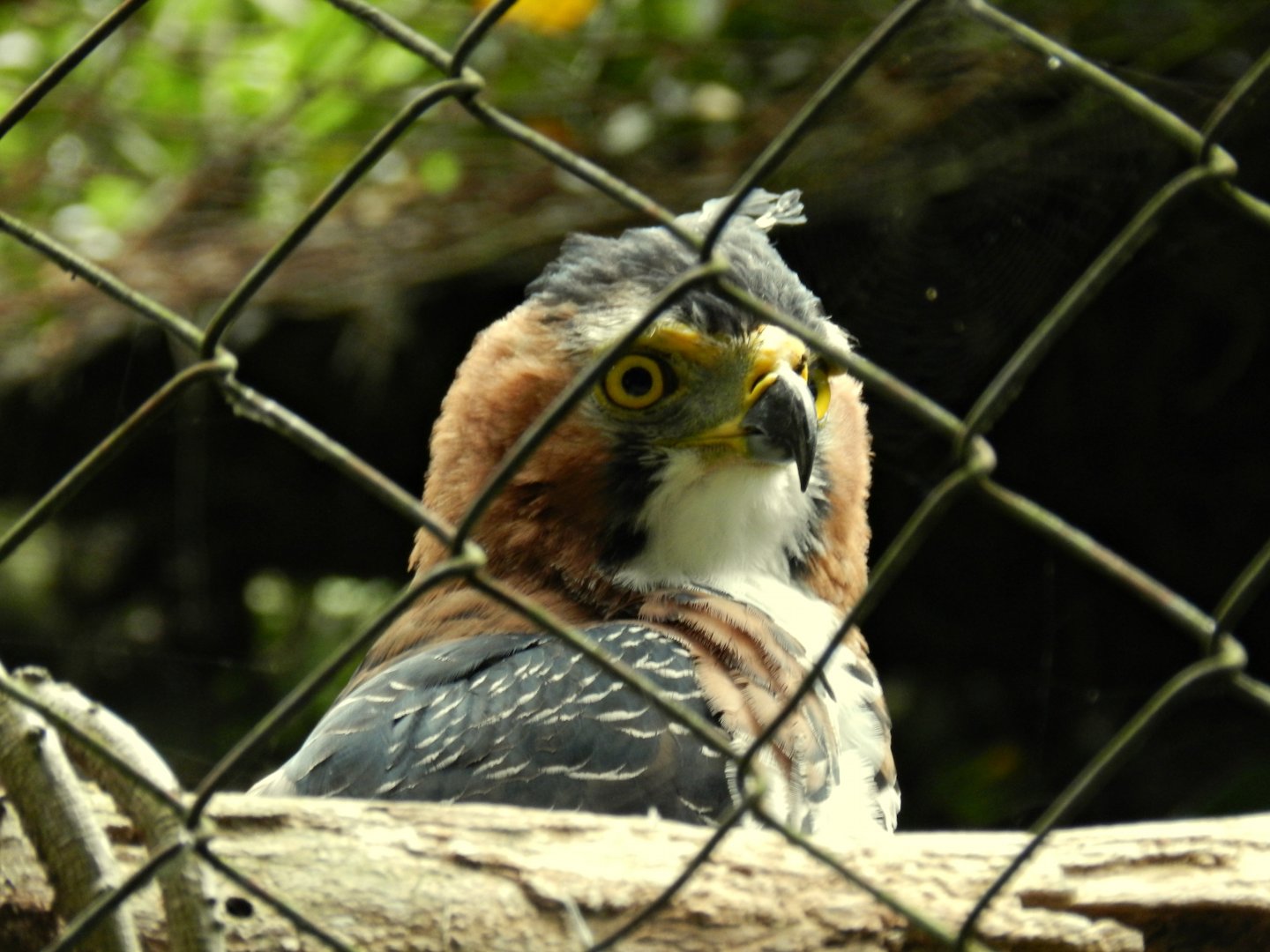 Ornate Hawk-Eagle - Zoo São Paulo