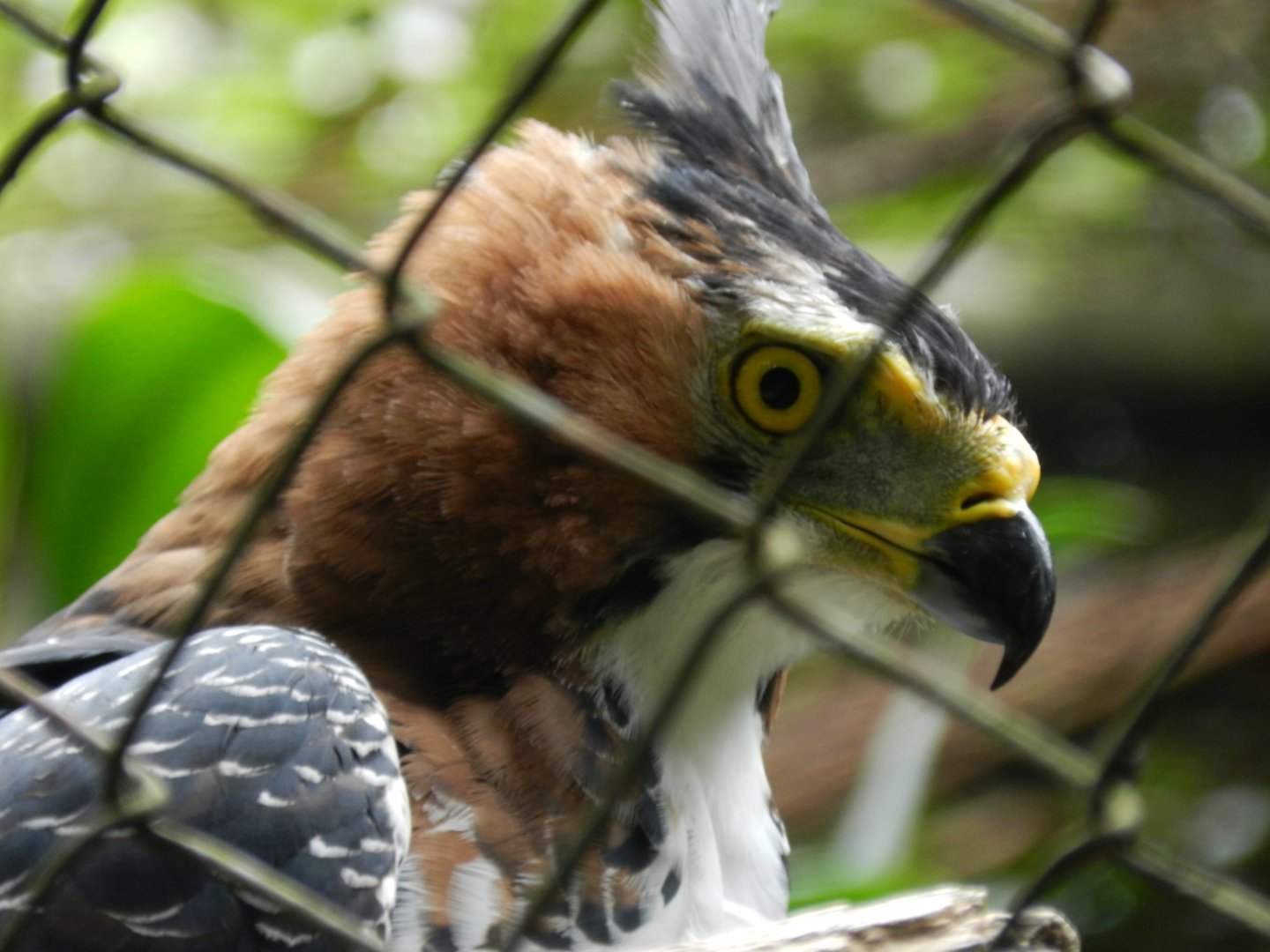 Ornate Hawk-Eagle - Zoo São Paulo