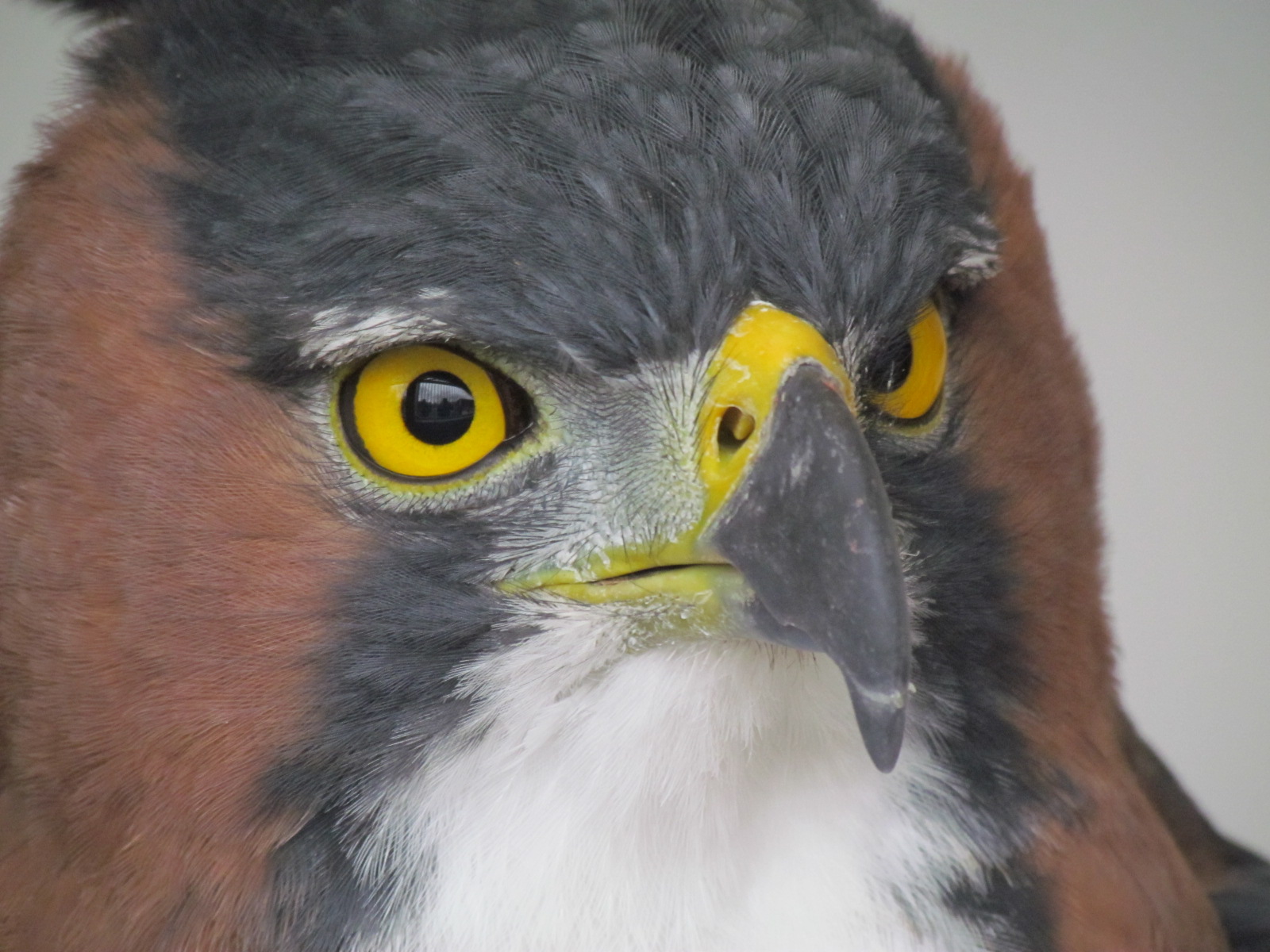 Ornate Hawk-Eagle