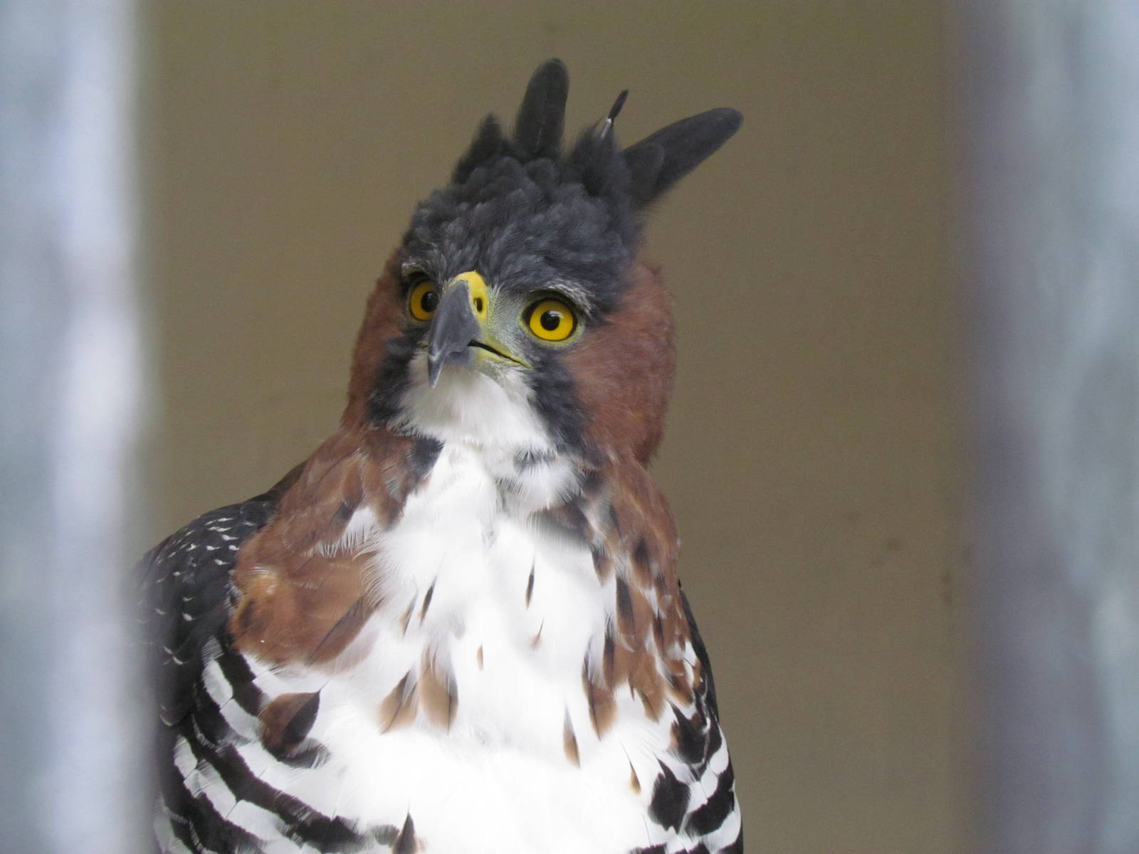 Ornate Hawk-eagle