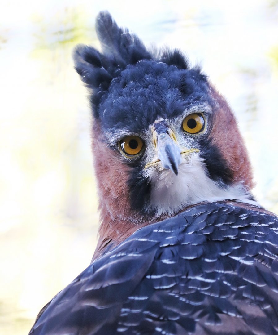 Ornate Hawk Eagle
