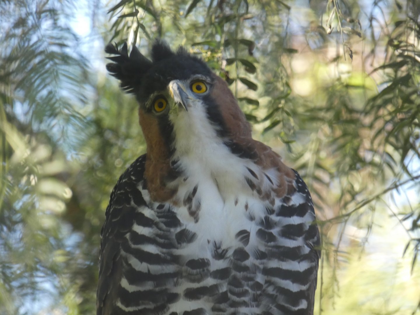 Ornate Hawk-eagle