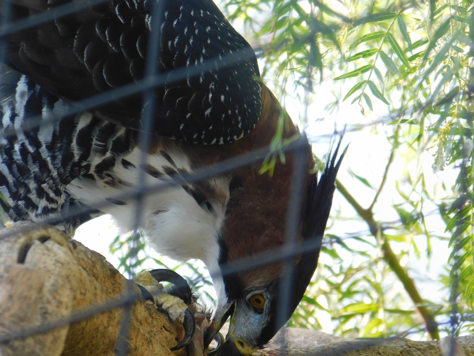 Ornate Hawk-Eagle