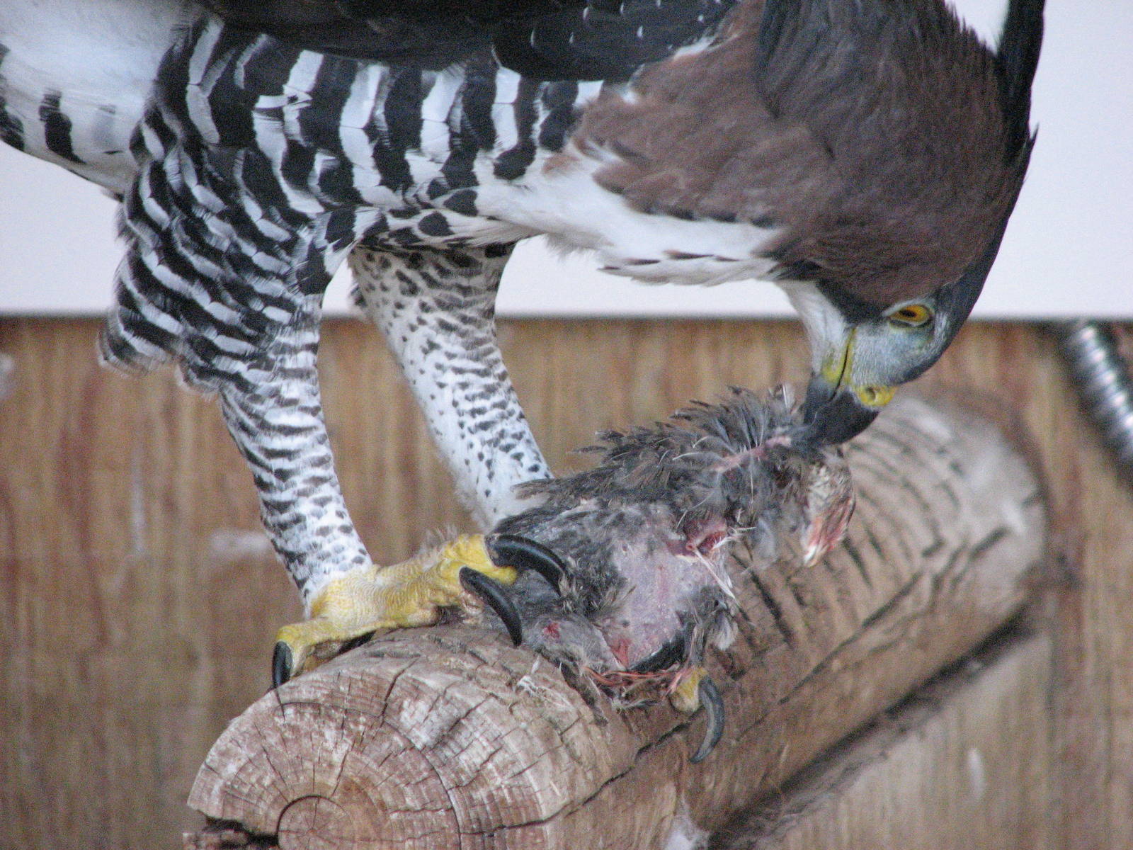 Ornate Hawk-Eagle