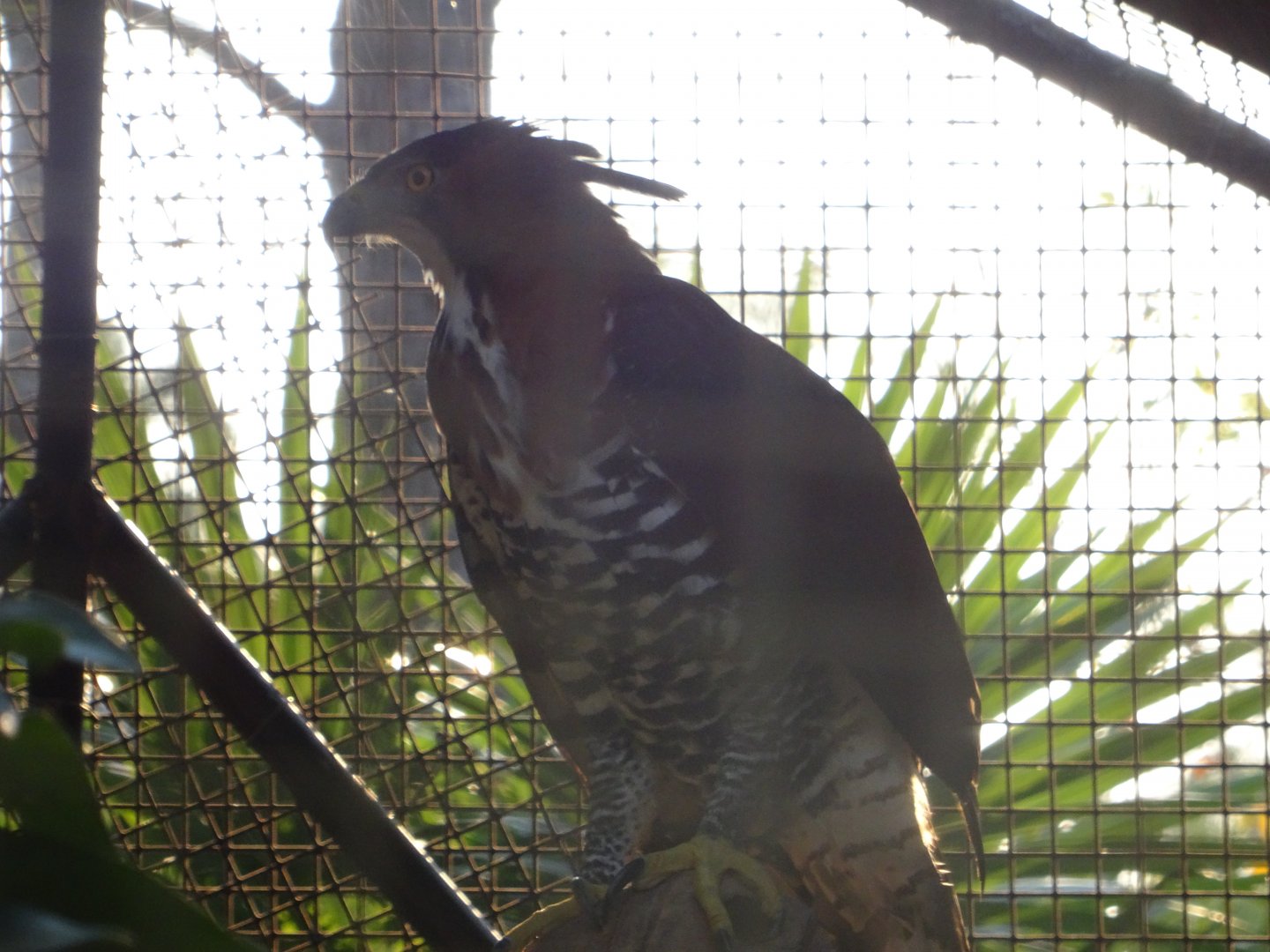 Ornate Hawk Eagle