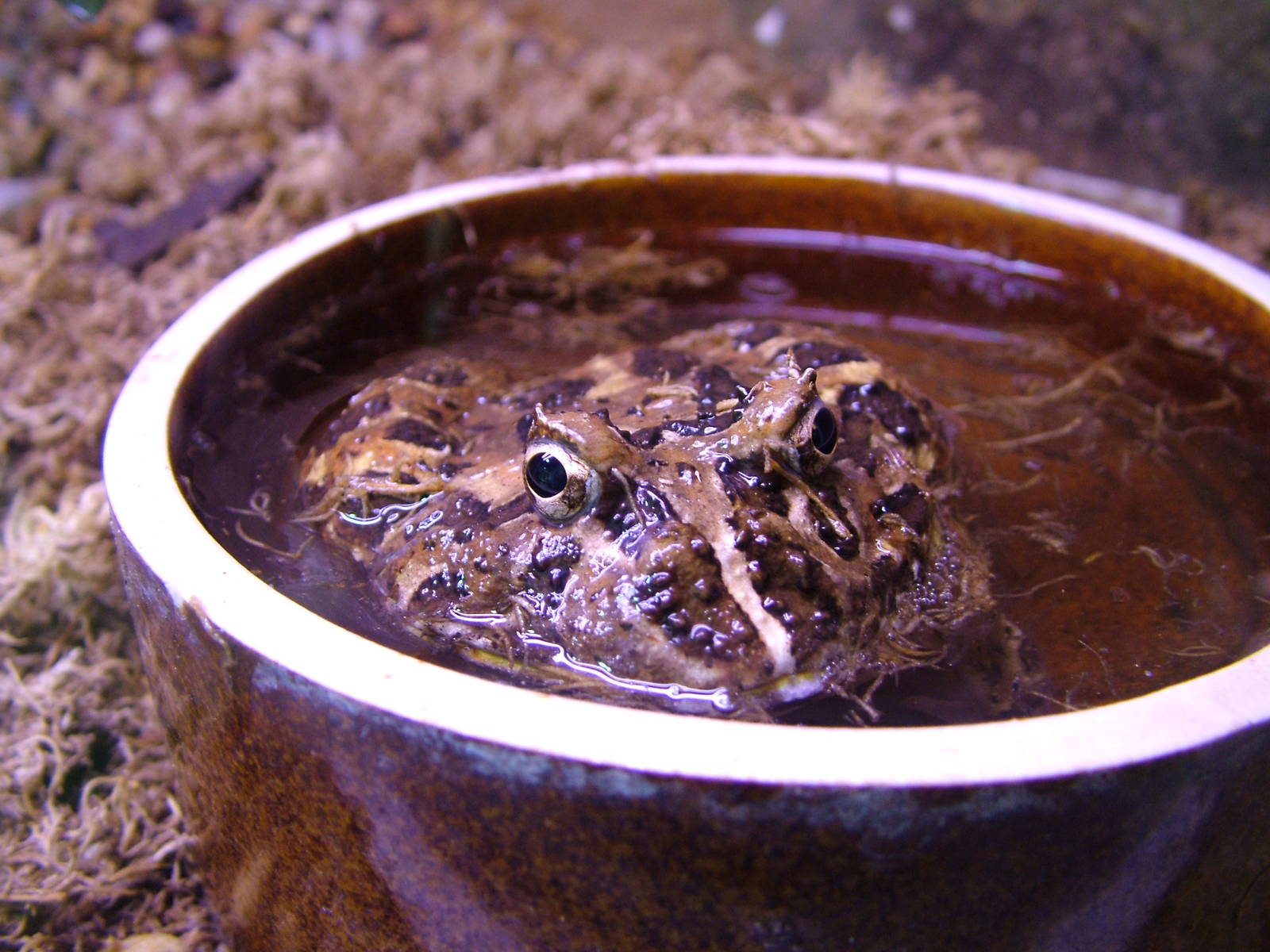 Ornate Horned Frog at Jihlava, 31/05/10