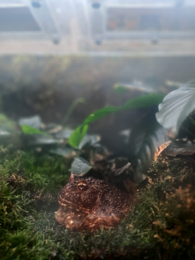 Ornate horned frog (Ceratophrys ornata)