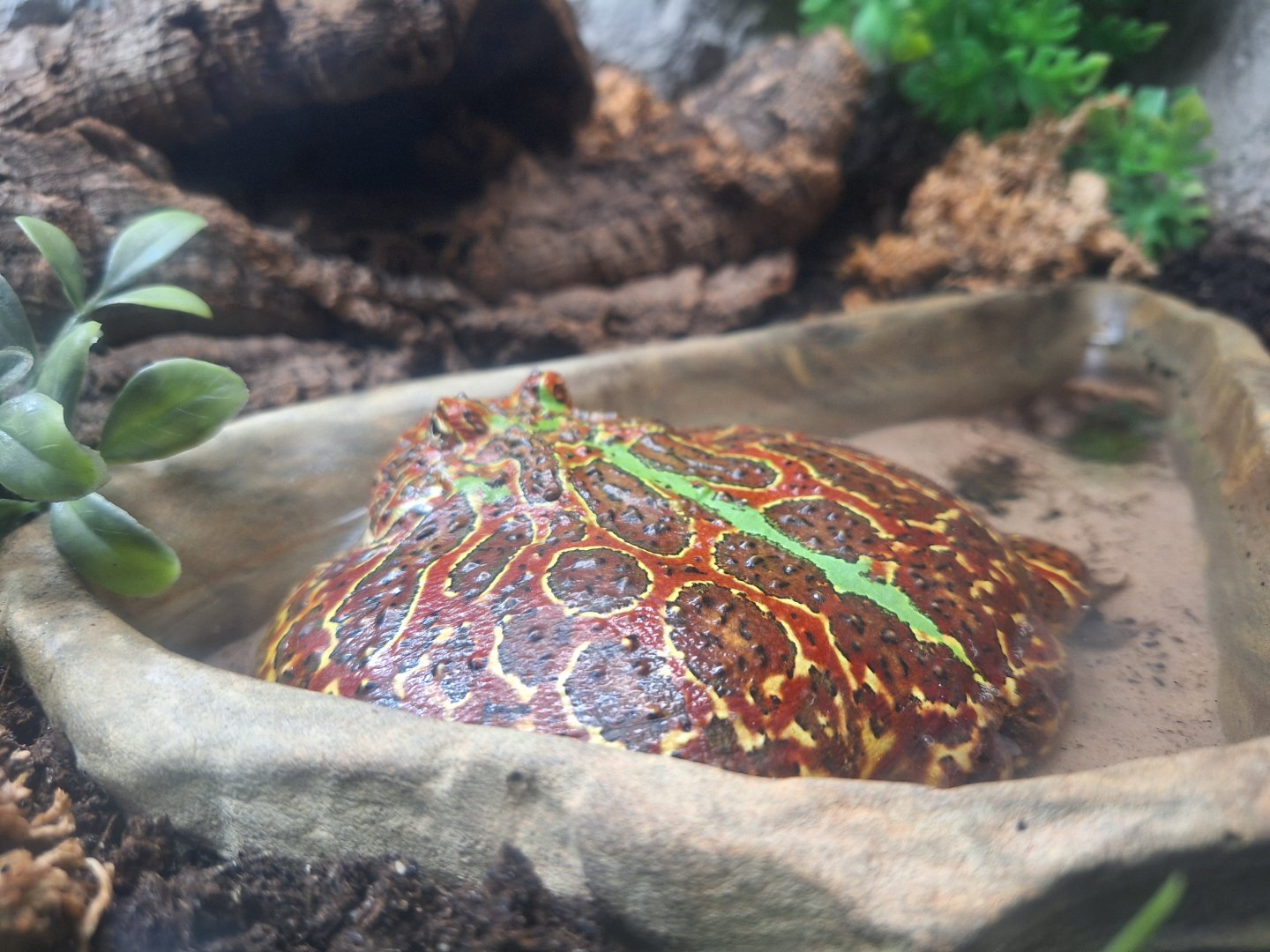 Ornate Horned Frog (Ceratophrys ornata)