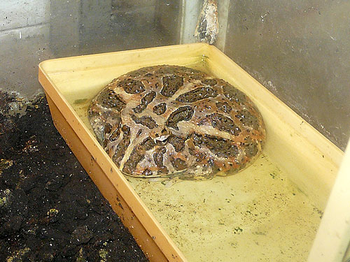 Ornate horned frog in Kishinev Zoo