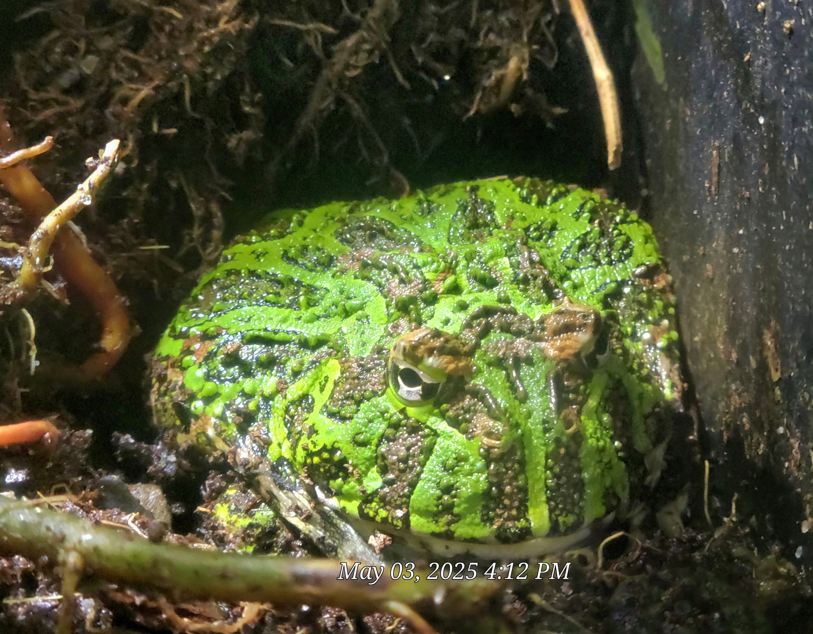 Ornate Horned Frog  - Riverbanks Zoo