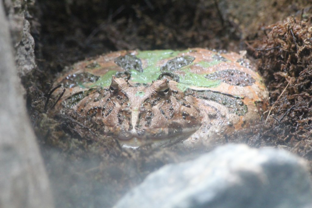 Ornate Horned Frog