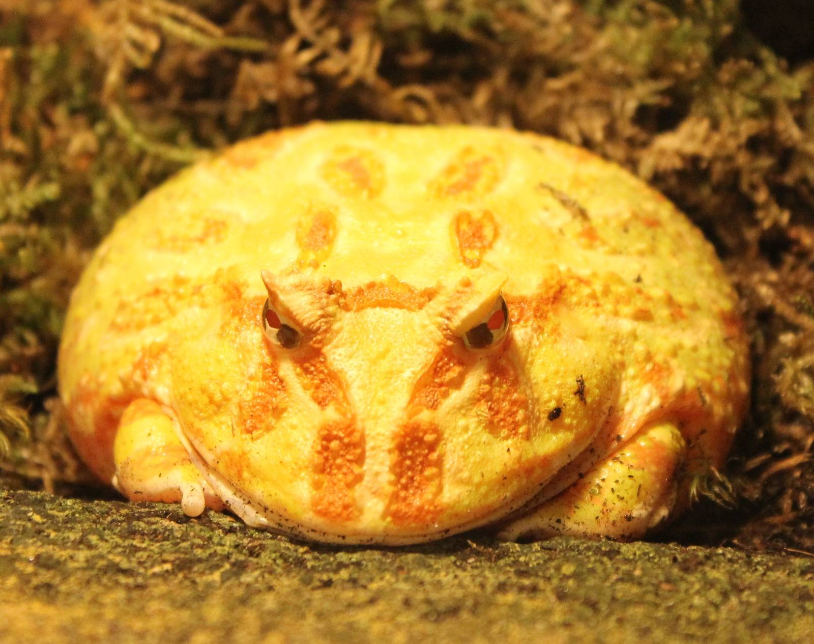 Ornate horned frog