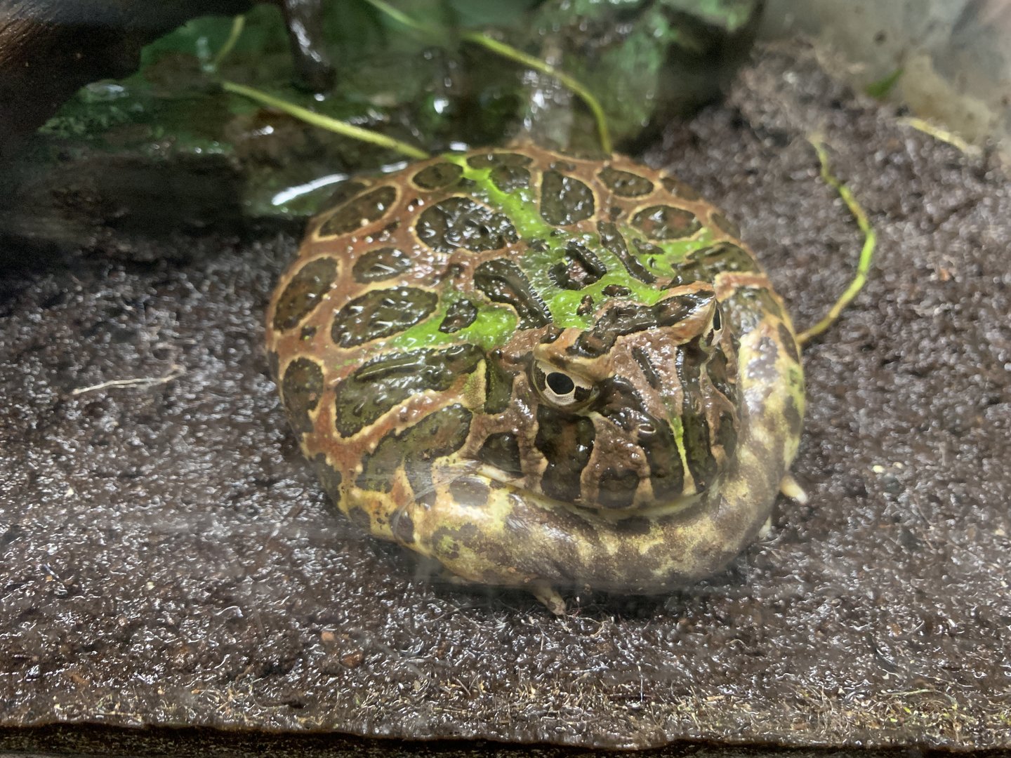 Ornate Horned Frog