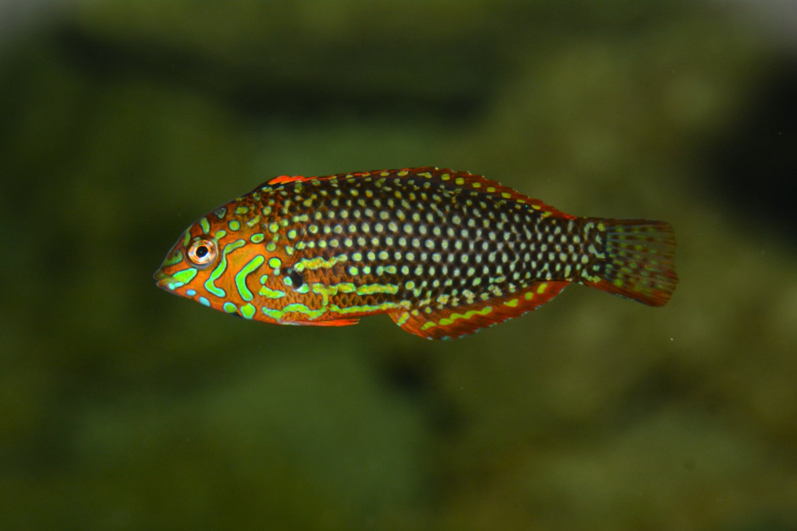 Ornate leopard wrasse (Macropharyngodon ornatus)