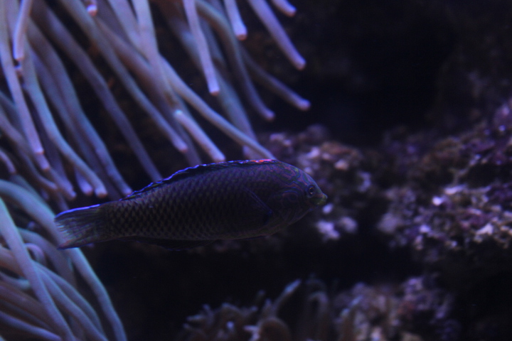 Ornate leopard wrasse (Macropharyngodon ornatus)