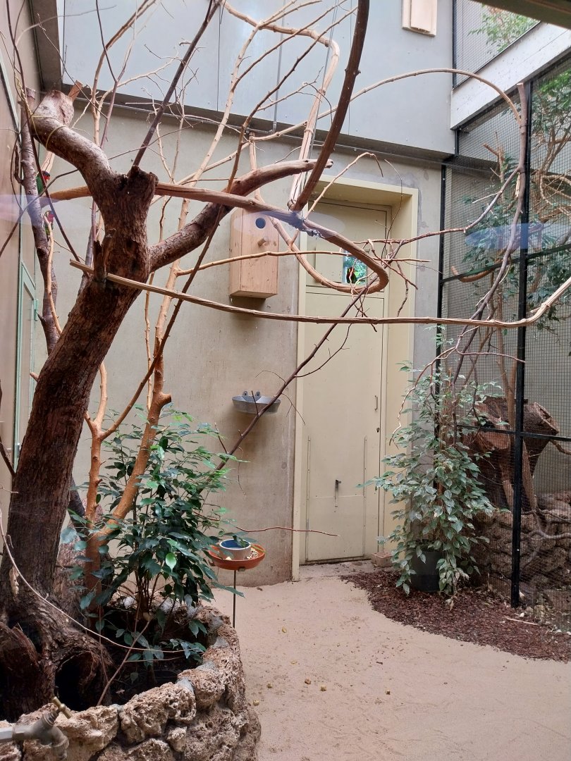Ornate lorikeet aviary