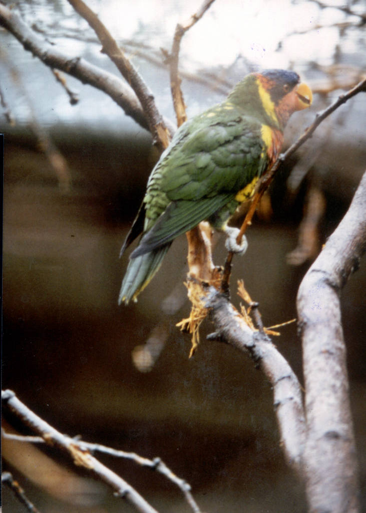 Ornate Lorikeet, Chester Zoo 1976