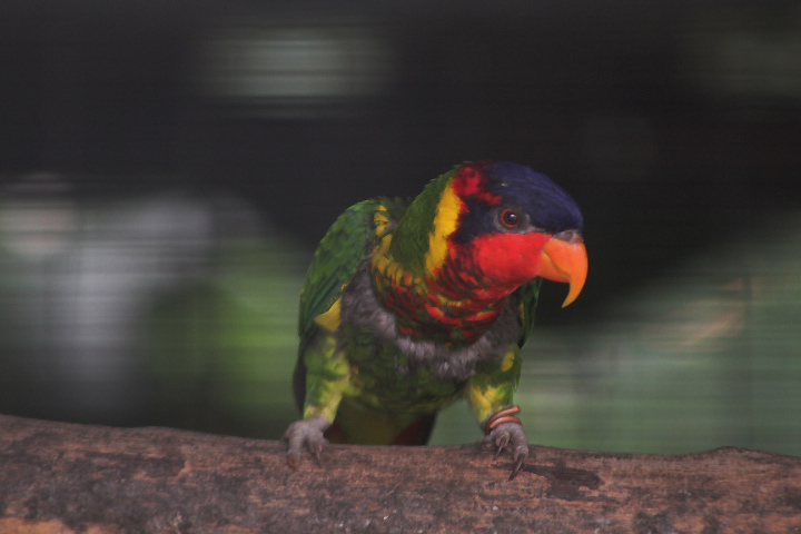 Ornate lorikeet (Saudareos ornata) - Aviary Park