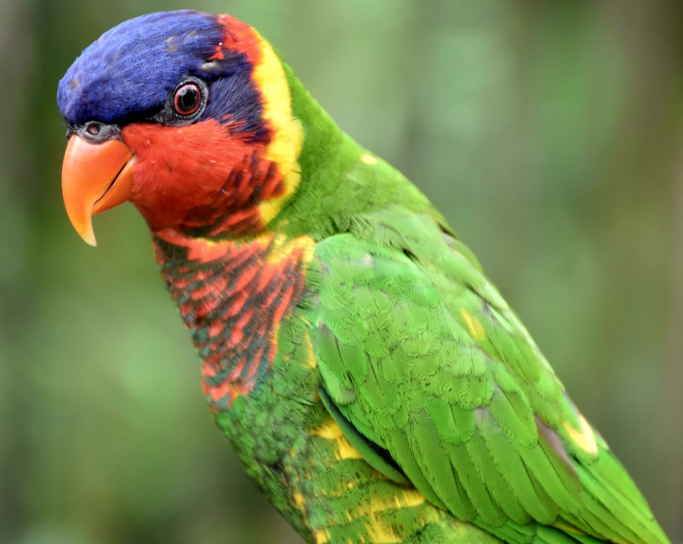 Ornate Lorikeet (Saudareos ornata)