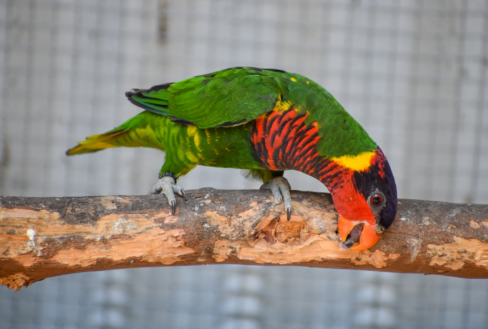 Ornate Lorikeet, Saudareos ornata