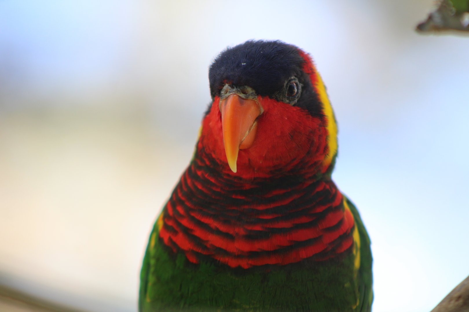 Ornate Lorikeet (Saudareos ornata)