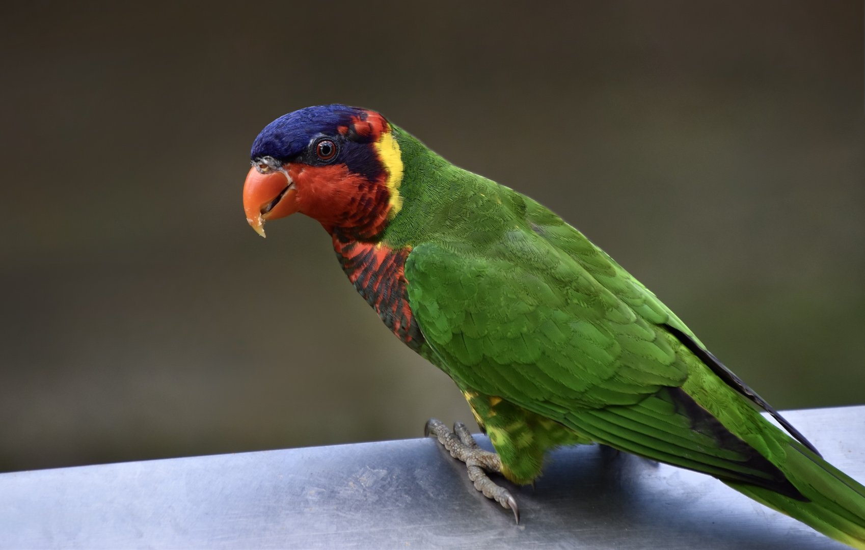 Ornate Lorikeet (Saudareos ornata)