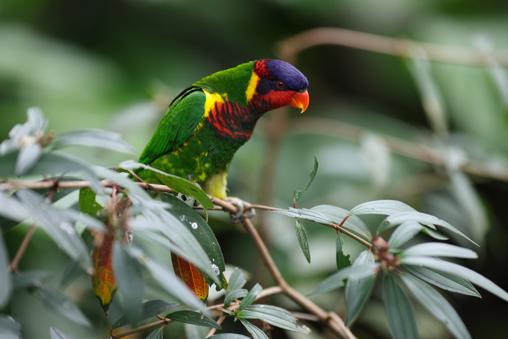 Ornate Lorikeet (Trichoglossus ornatus) - Mysterious Papua