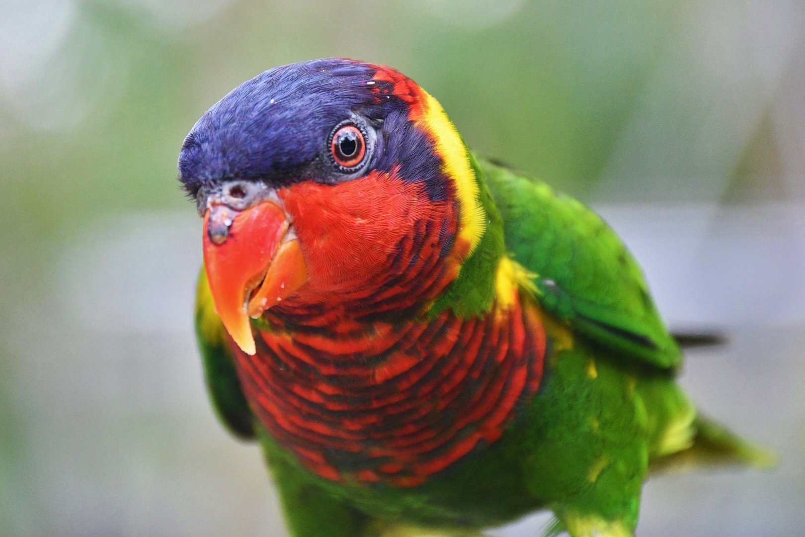 Ornate Lorikeet (Trichoglossus ornatus)