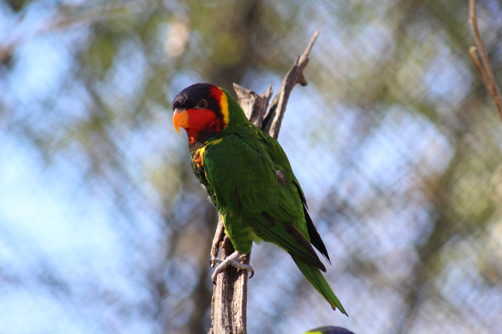 Ornate Lorikeet