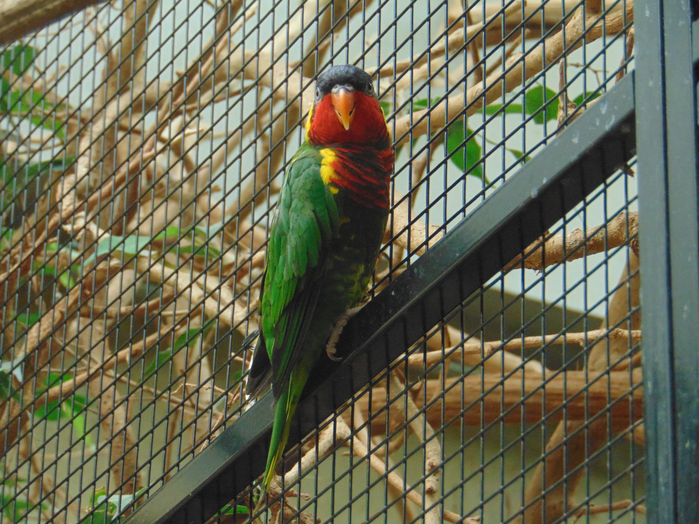 Ornate Lorikeet