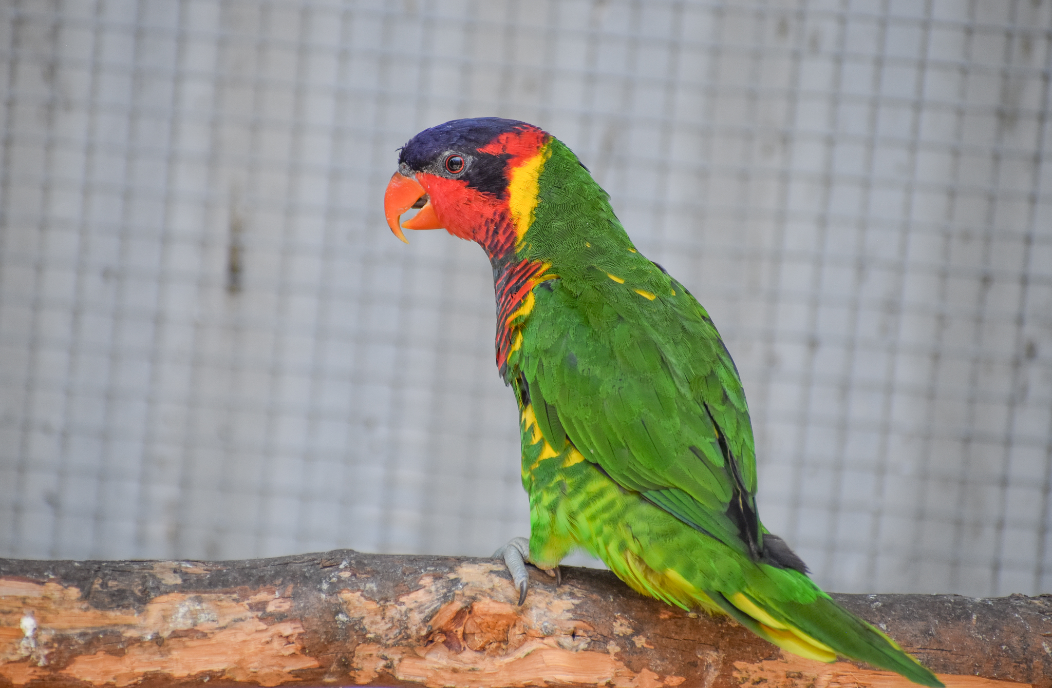 Ornate Lorikeet