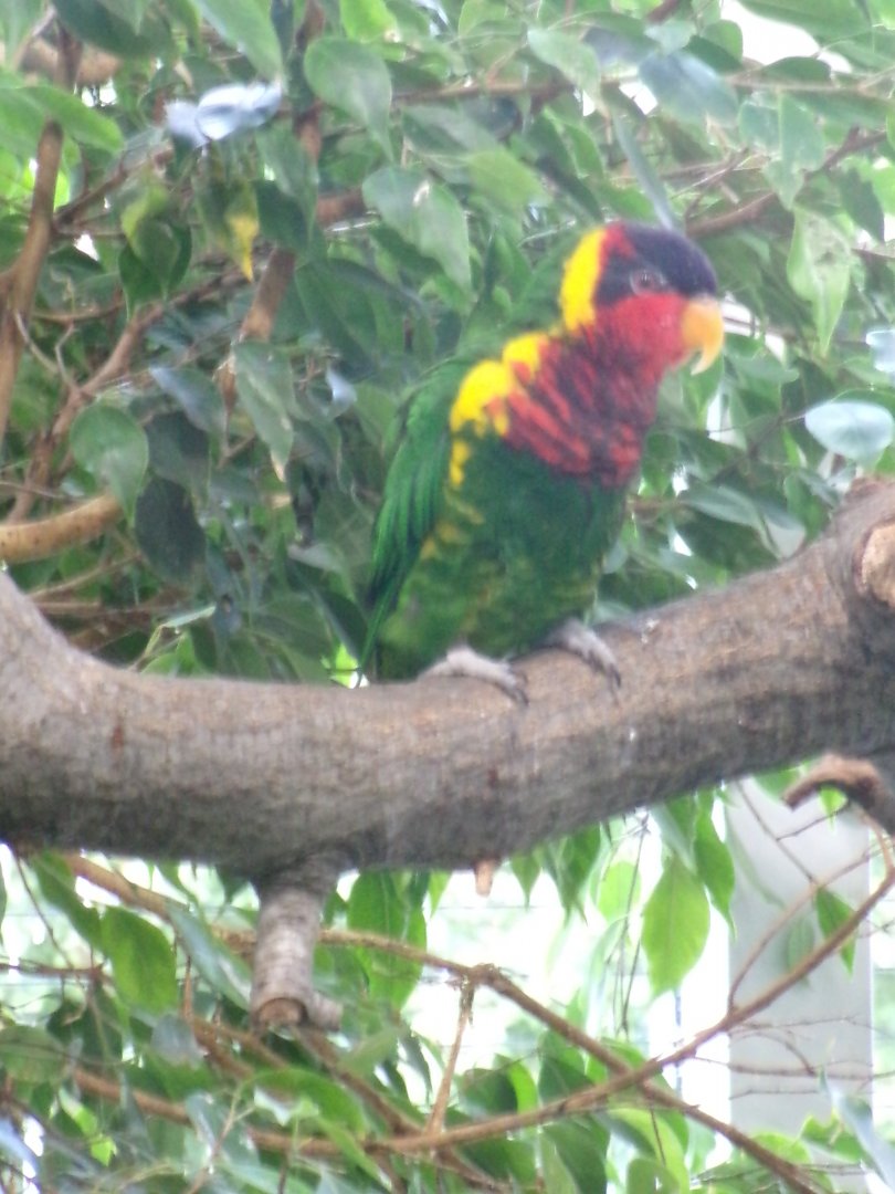 Ornate lorikeet