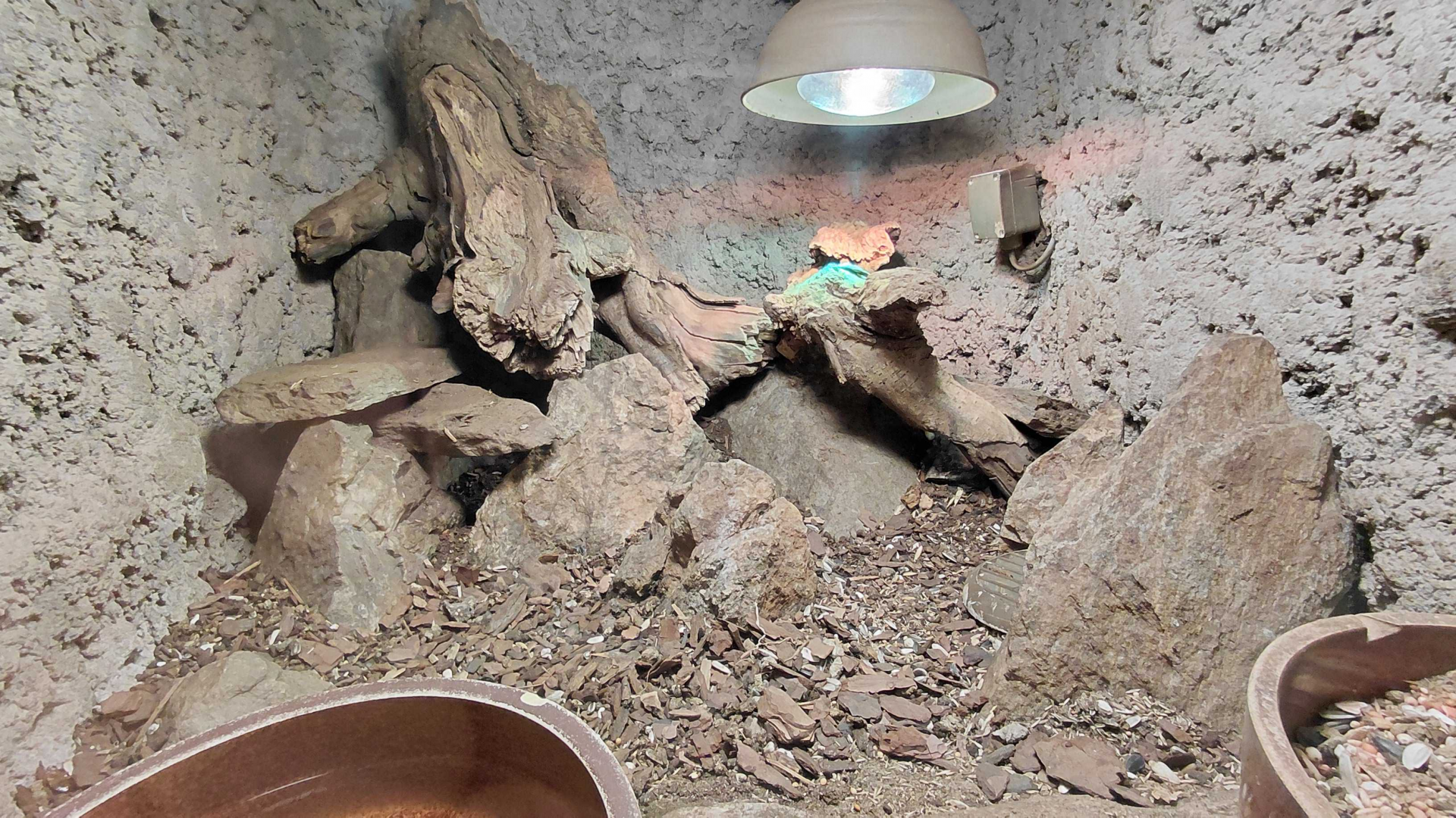 Ornate mastigure exhibit