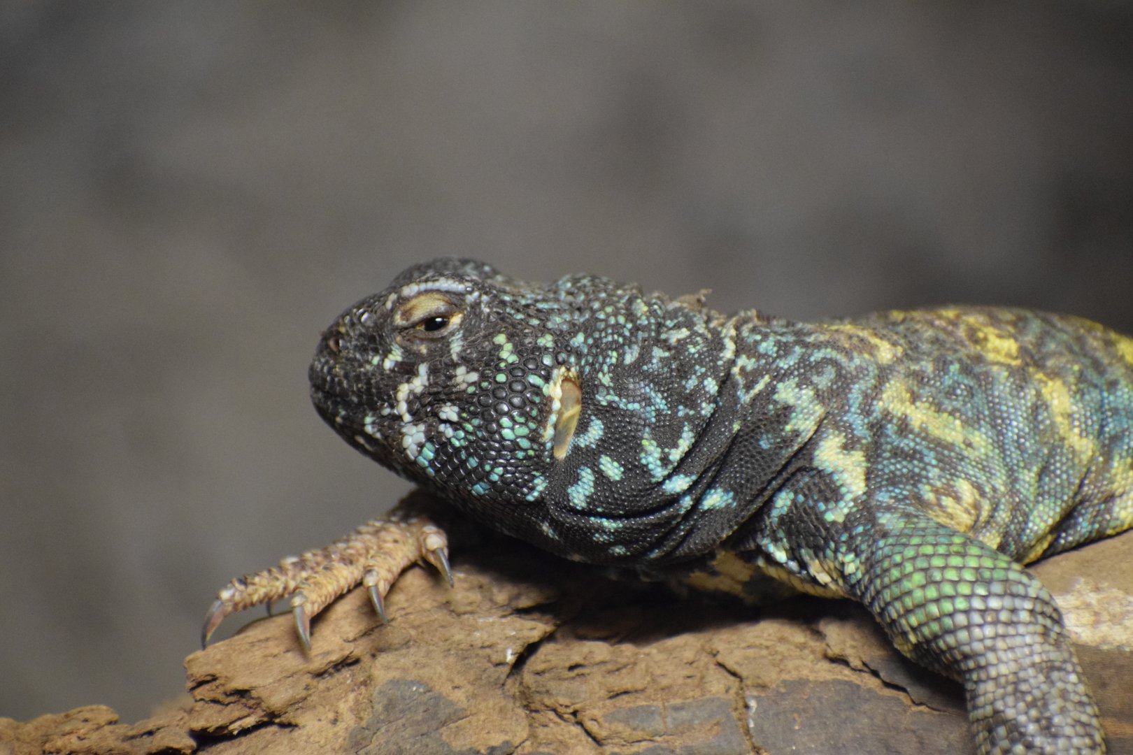 Ornate mastigure - February 2024