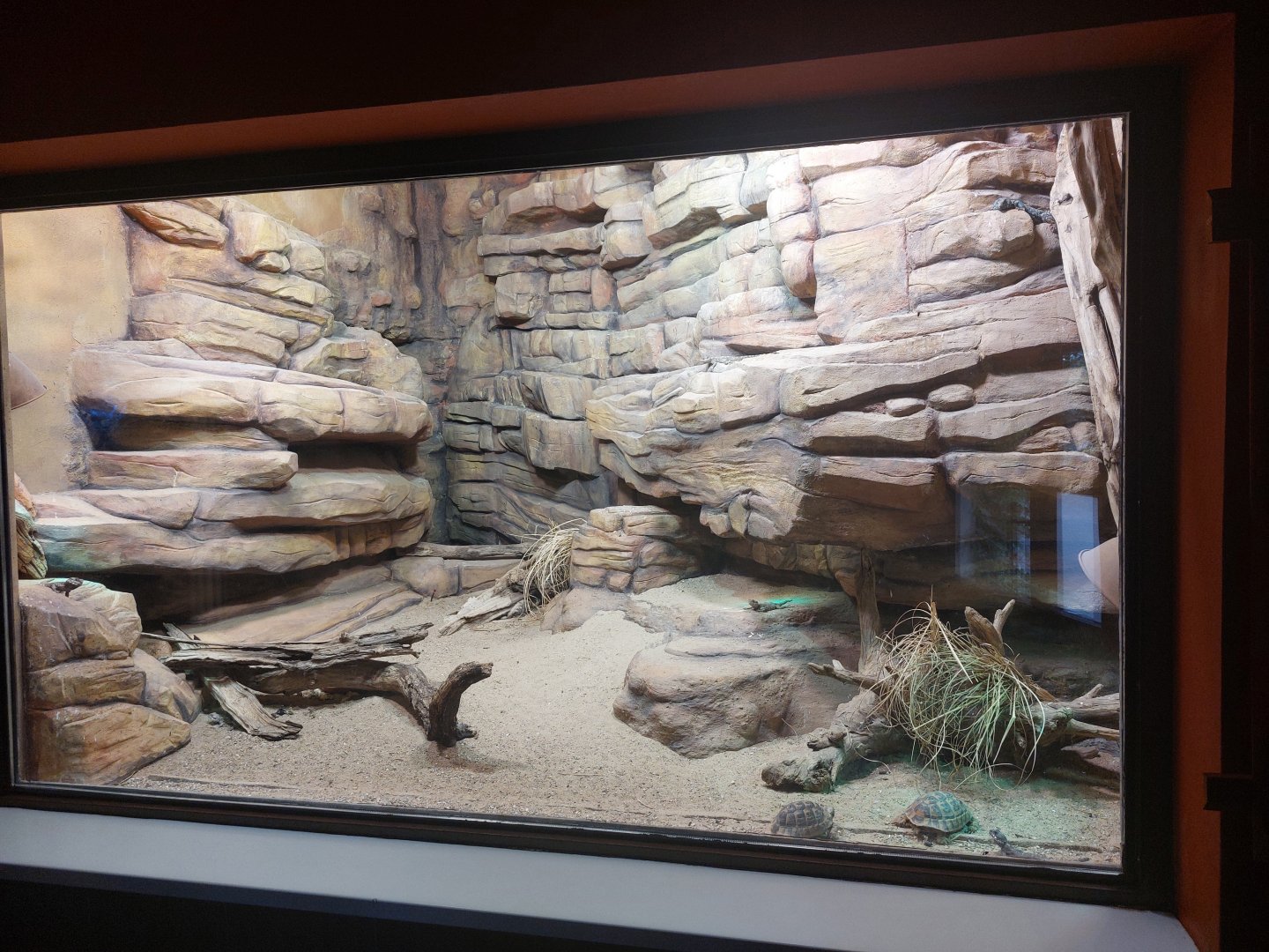 Ornate mastigure, Starred agama & Tunisian tortoise terrarium