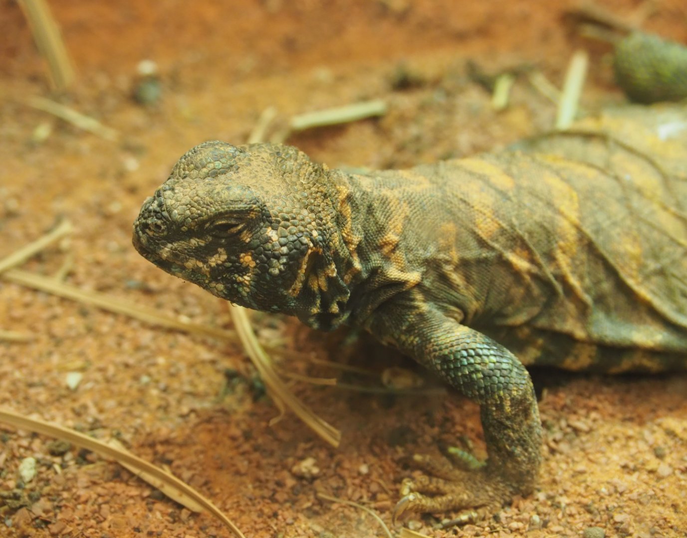 Ornate mastigure (Uromastyx ornata), 2019-12-30