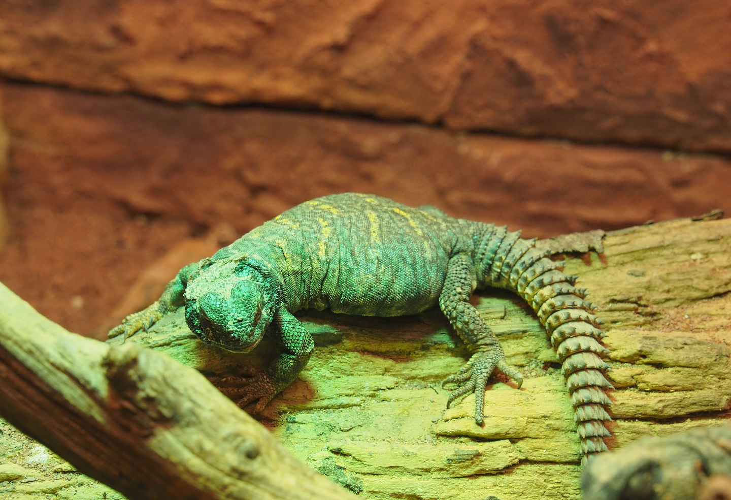 Ornate mastigure (Uromastyx ornata), 2020-06-28