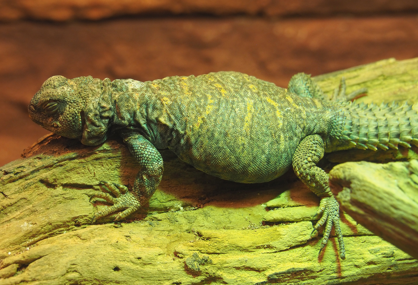 Ornate mastigure (Uromastyx ornata) 2020-09-20