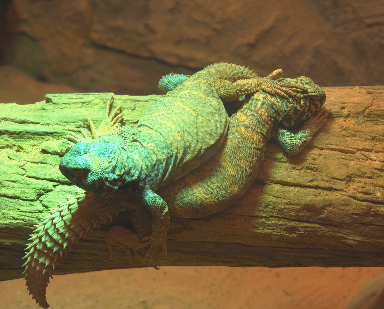 Ornate mastigure (Uromastyx ornata), 2021-06-12