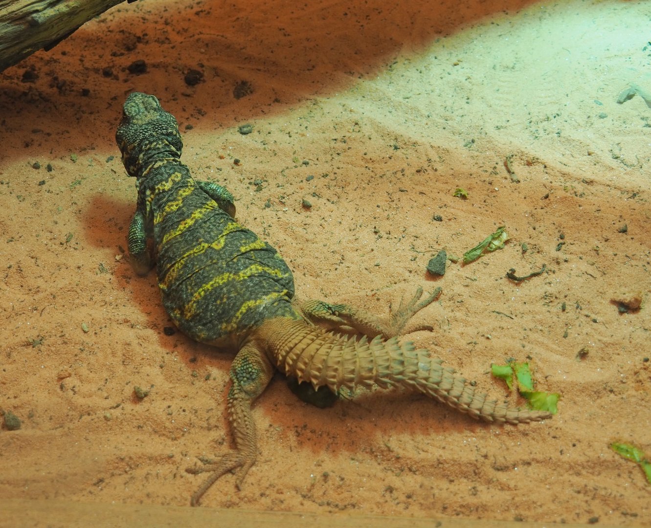 Ornate mastigure (Uromastyx ornata), 2021-06-12