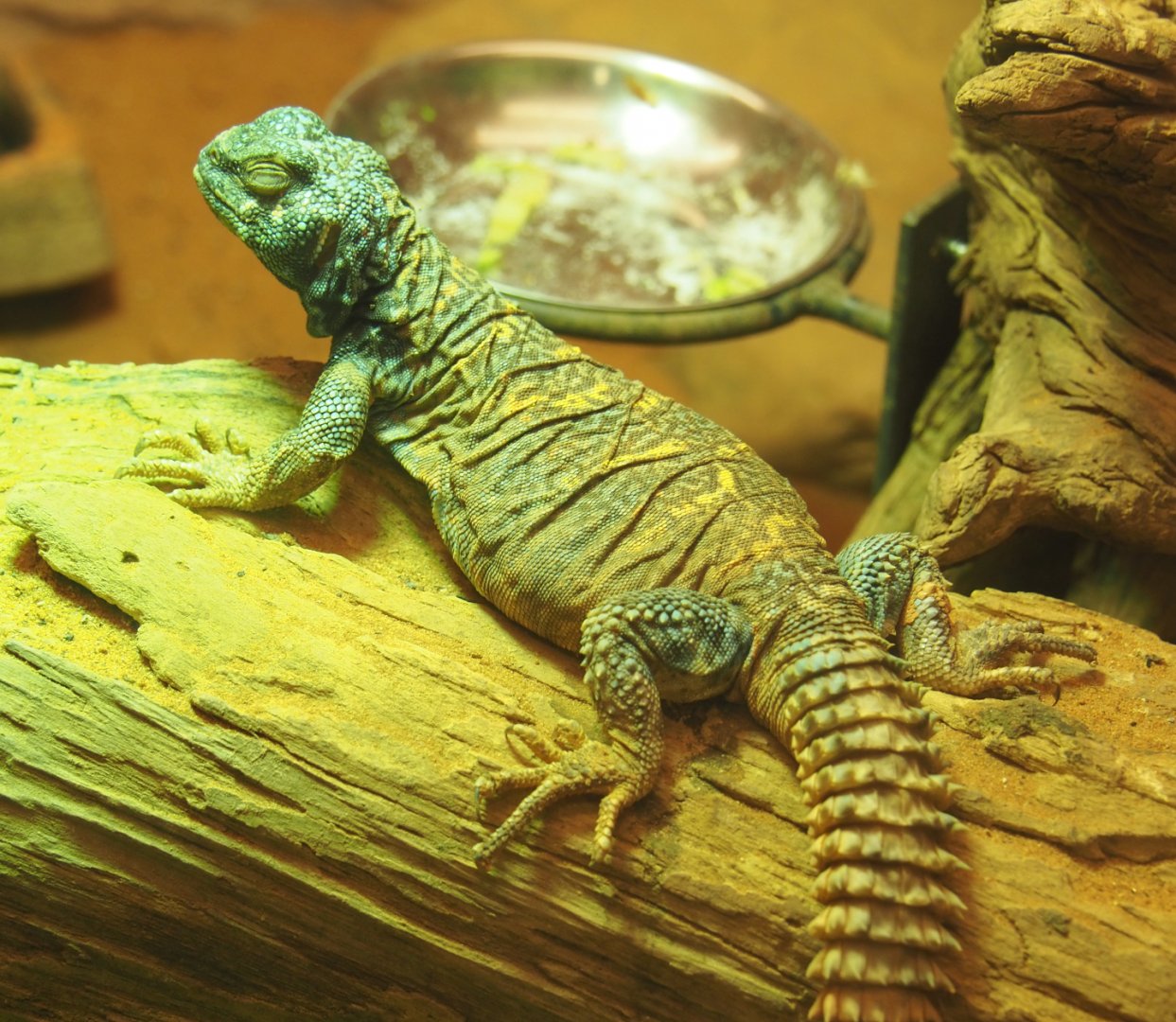 Ornate mastigure (Uromastyx ornata), 2022-05-26