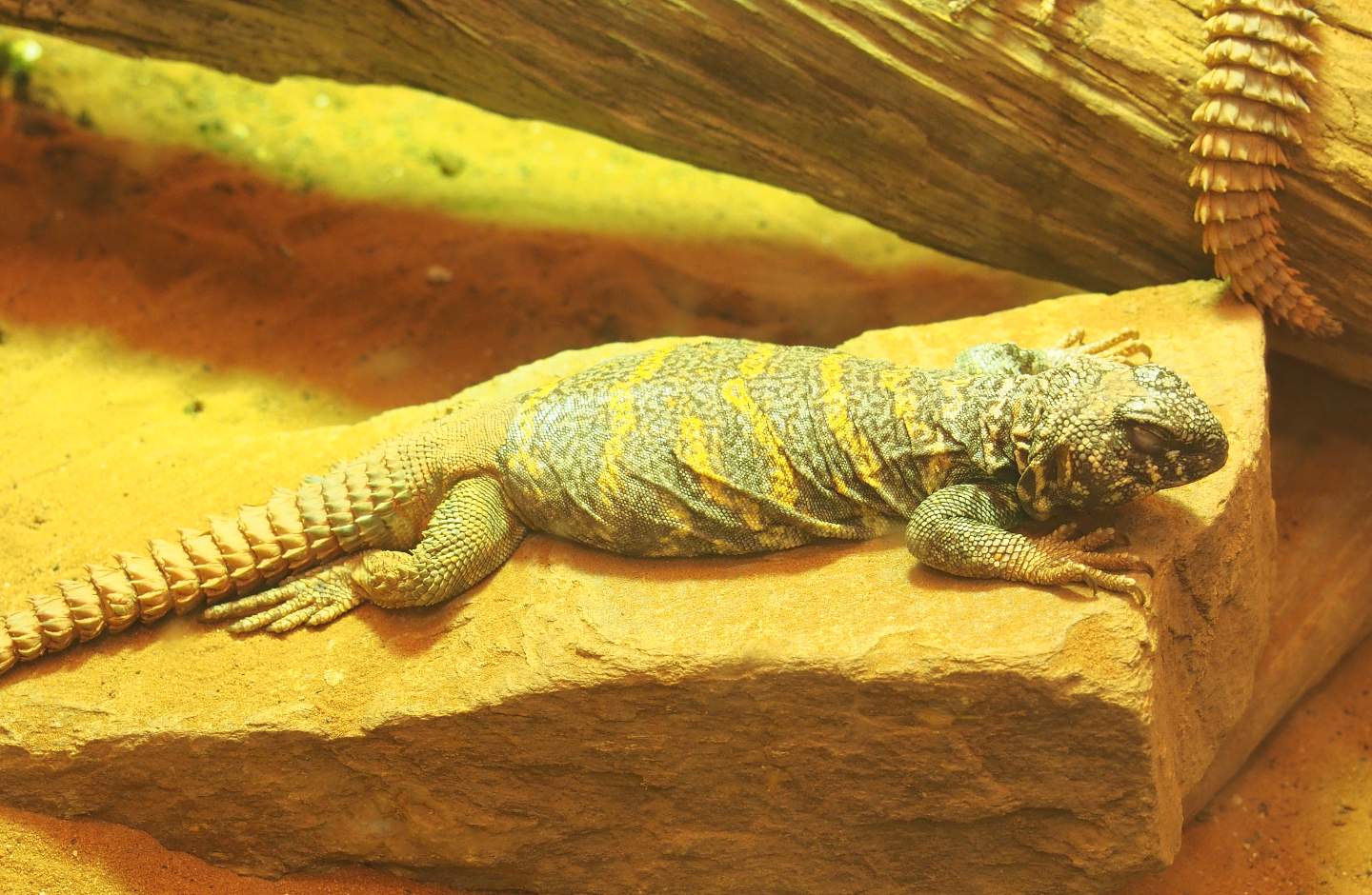 Ornate mastigure (Uromastyx ornata), 2022-05-26