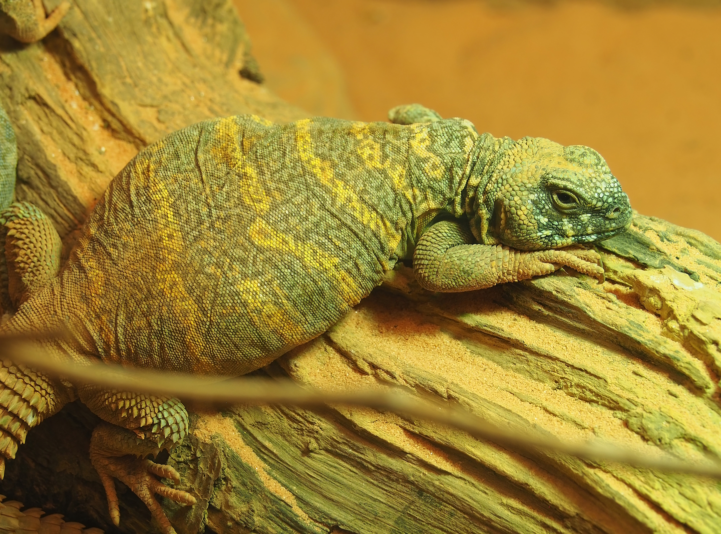 Ornate mastigure (Uromastyx ornata), 2022-09-04